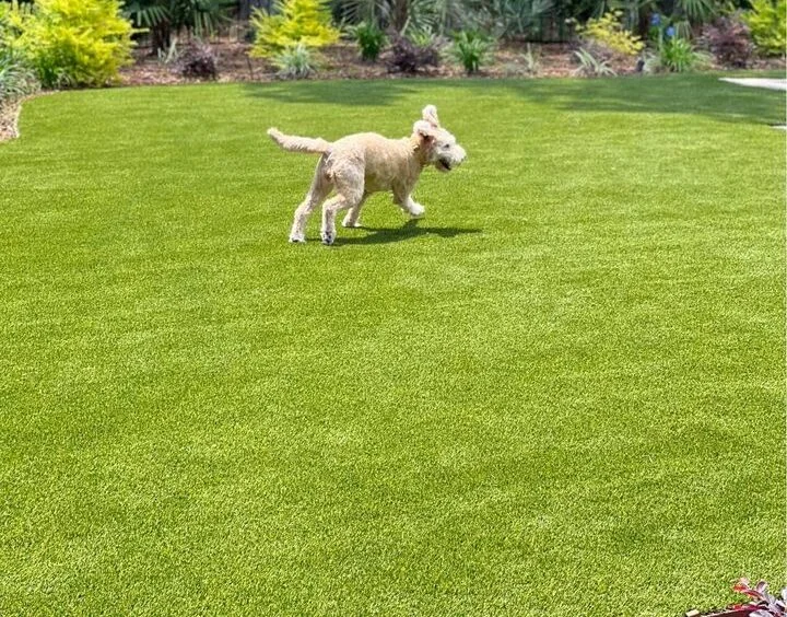 A fluffy dog joyfully runs across a lush, green lawn, thanks to the premium artificial turf installations. The background features vibrant plants and shrubs, creating a lively garden setting under Glendale AZ's clear sky.