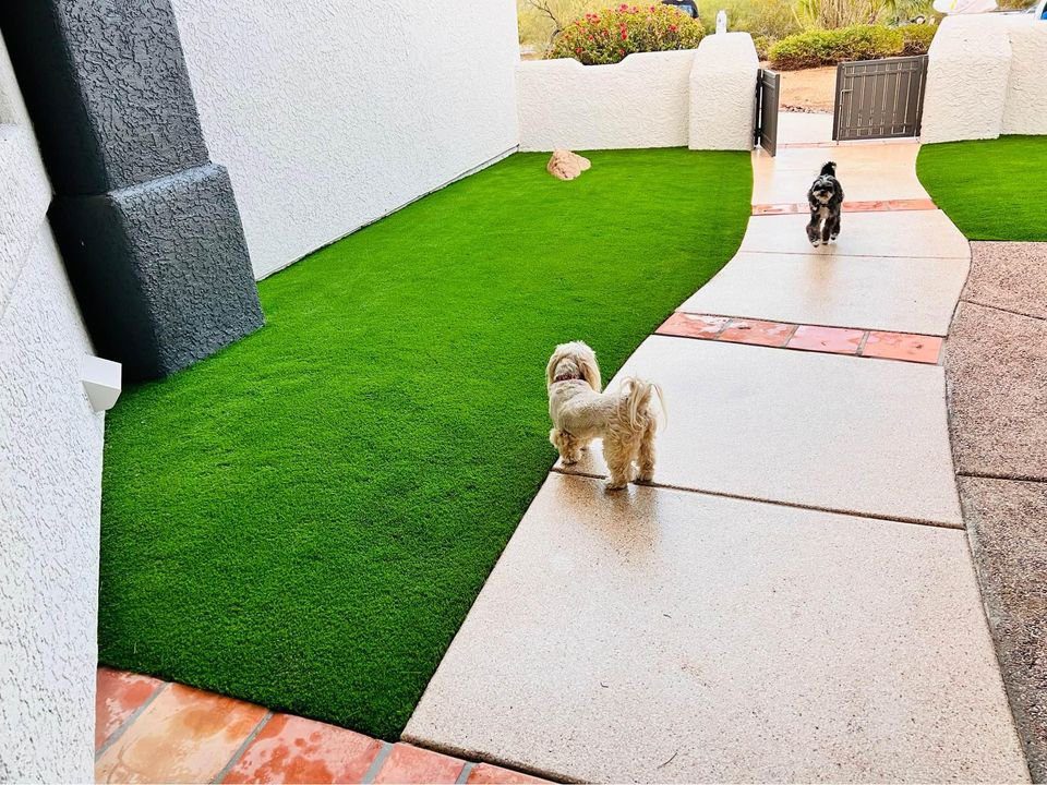 Two small dogs walk on a pathway surrounded by vibrant green artificial turf. The pet-friendly scene is a tidy yard in Glendale, AZ, enclosed by white stucco walls, with a black gate visible in the background.